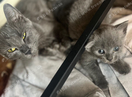 Grey/Russian Blue