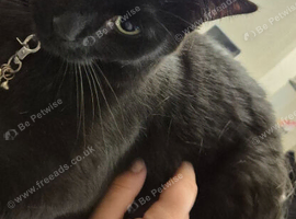 2 Boy cats need a new loving home