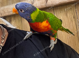 Tame and talking lorikeet and cage