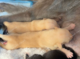 Bedlington whippet X Lurcher pups