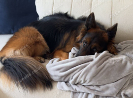 3 Years Old GSD Male