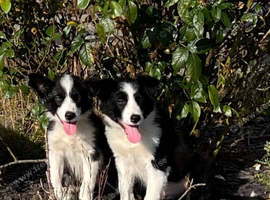 Beautiful Border Collie Puppies For Sale