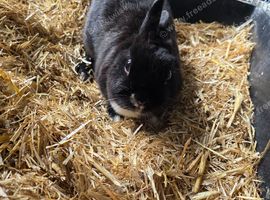 Netherland dwarf girl
