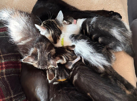 7 kitties READY to be homed now.