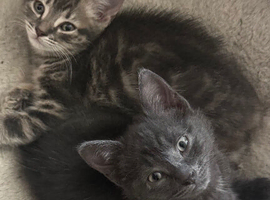 3 female mixed shorthair and Tabby.
