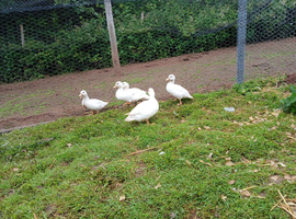 Pair of white call ducks