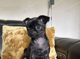 griffon puppy for sale