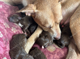 6 Beautiful Mixed Breed Puppies &ndash; 3 Girls & 3 Boys