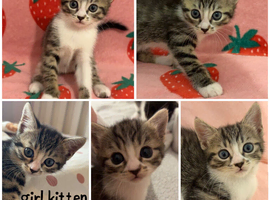 4 kittens looking for home