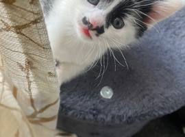 Kitten for sale