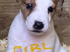 Beautiful jack Russell puppies