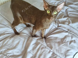 Chocolate Havana Brown Oriental Female