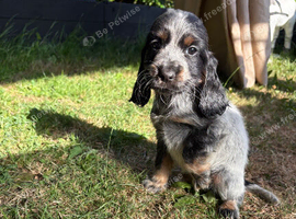 Cocker spaniel