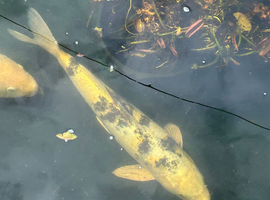 Three koi carp