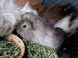 Baby guinea pigs