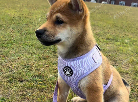 Japanese Shiba Inu puppies