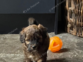 Gorgeous Jackappoo puppies