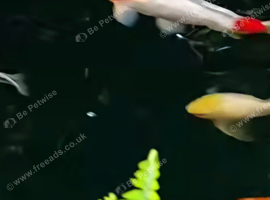 Koi carp