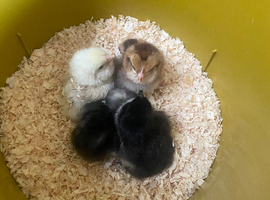 Chicks at Barking & Dagenham