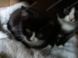 2 black and white kittens