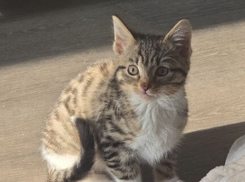 Female tabby kitten