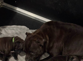 Brindle & white Kc registered Staffordshire bull terrier
