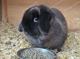 Sable mini lop