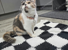 TICA Registered Rare Blue & Cream Tortie/White British Shorthair Girl