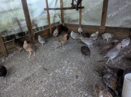 Cinnamon golden pheasants