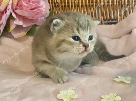 BEAUTIFUL BSH KITTENS