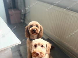 Cockapoo pups due in October