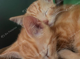 Gorgeous Kittens