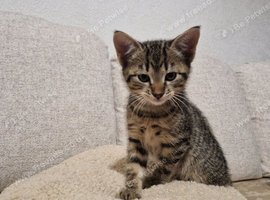 kitten