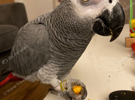 African grey male bird tame