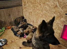 Premium German Shepherd Puppies &ndash; Intelligent, Loyal & Well-Socialised