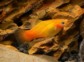 Free fish