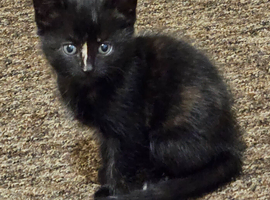 Black female kitten