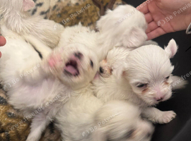 Bichon Maltese for sale