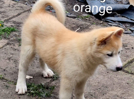 Husky Anita pups