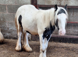 Mini cob colt