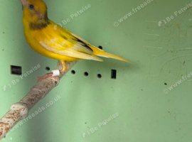 Good canary there for sale best canary I&rsquo;ve had
