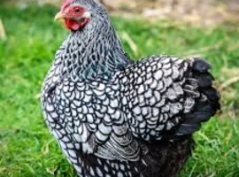 2 Wyandotte and 1 Polish Bantams