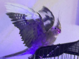 1 year old cockatiel and cage