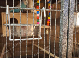 Bonded pair.of budgies