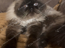 Persian Himalayan boy