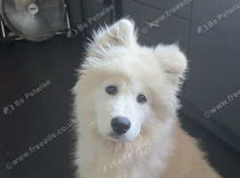 Beautiful Samoyed