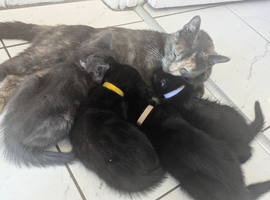 8 week old kittens