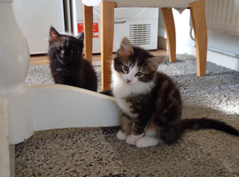 Kittens