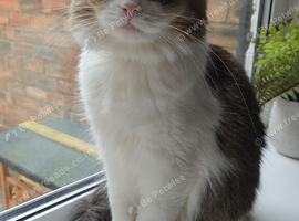 Rehoming my cat