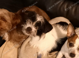 Hi i am selling my mums dog